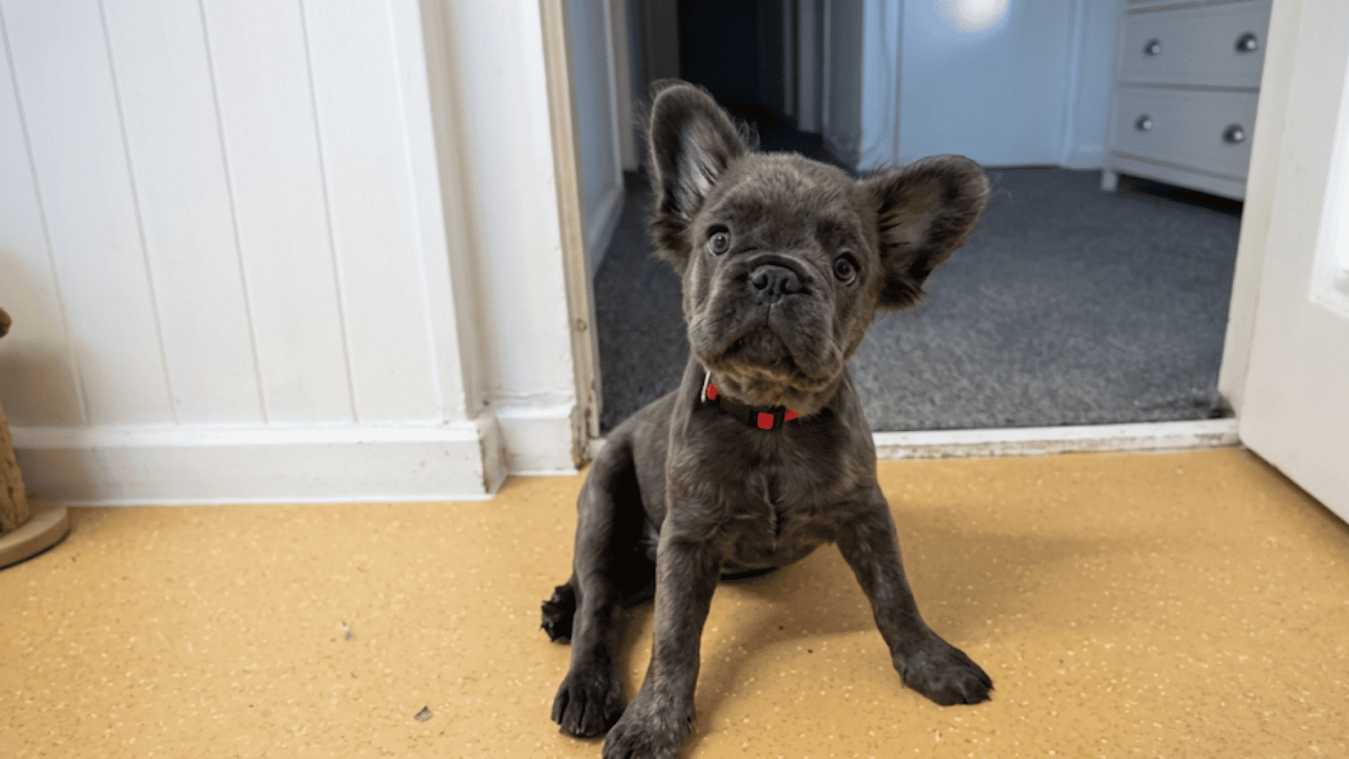 a gray french bulldog puppy sitting in a doorway with one ear raised and a rope toy nearby
