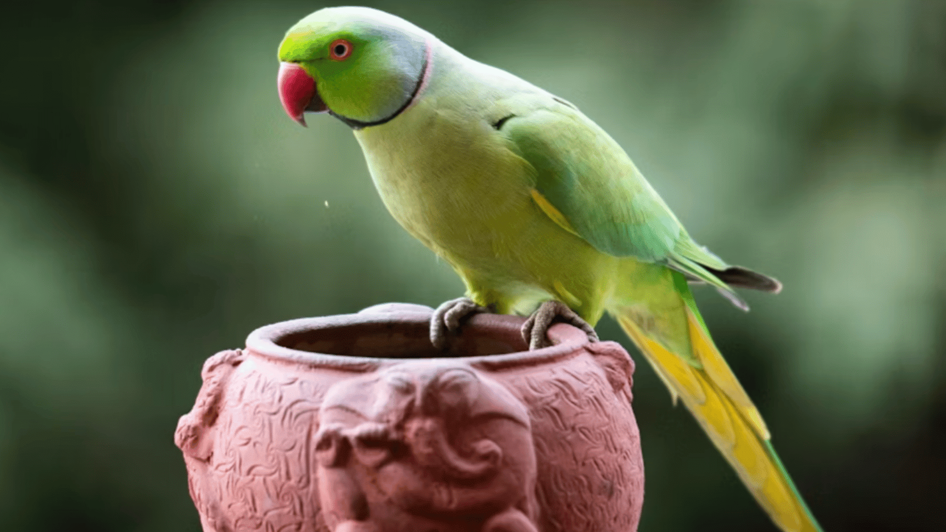 a green parakeet perched on a carved clay pot with a red beak and long tail against a softly blurred green background