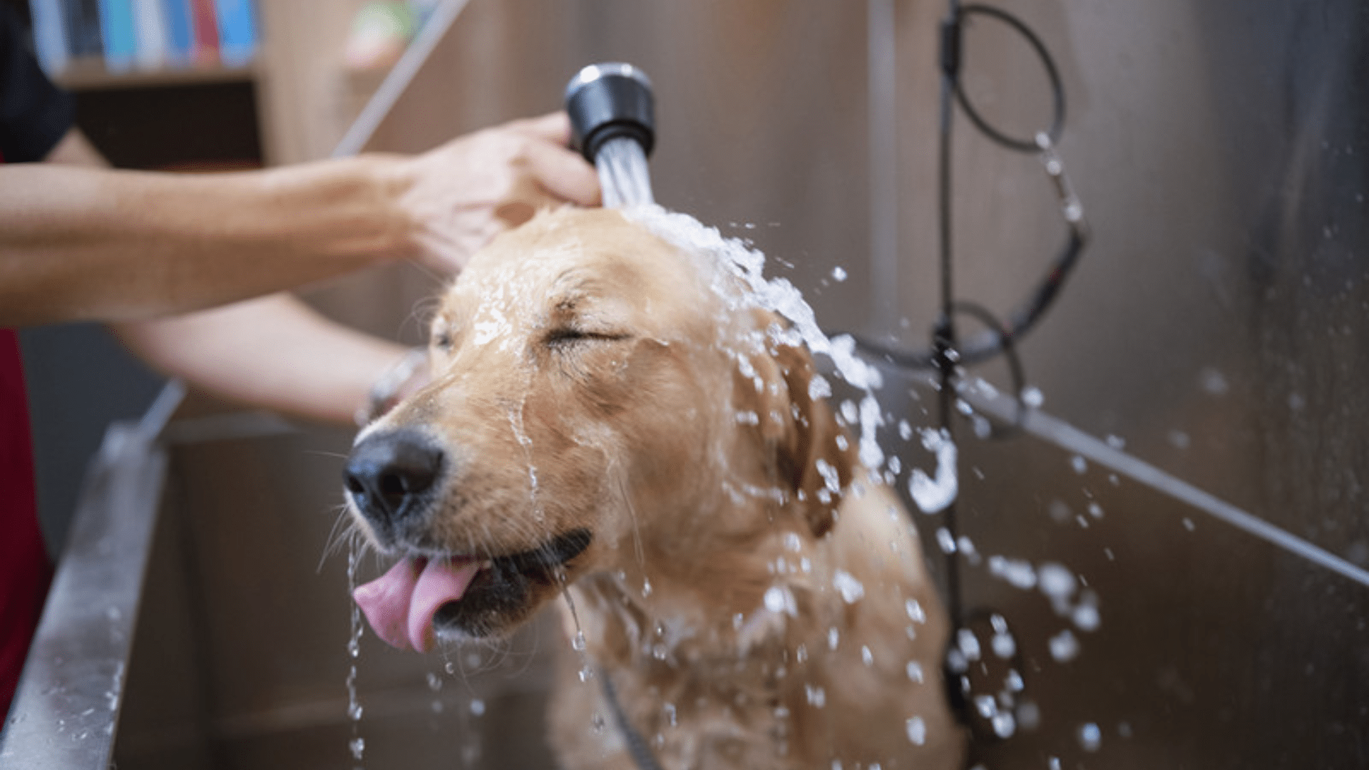 a happy golden retriever closes its eyes and sticks out its tongue while being rinsed with water