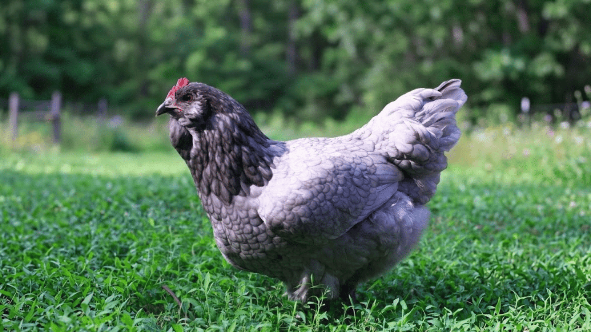 a lavender gray chicken standing on green grass in a backyard with trees in the background looking to the left
