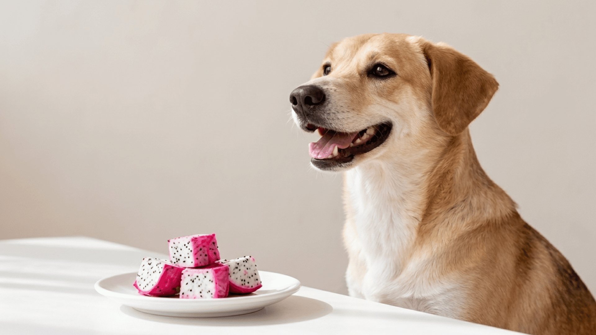 a light brown dog sits next to a white plate filled with diced dragon fruit pieces