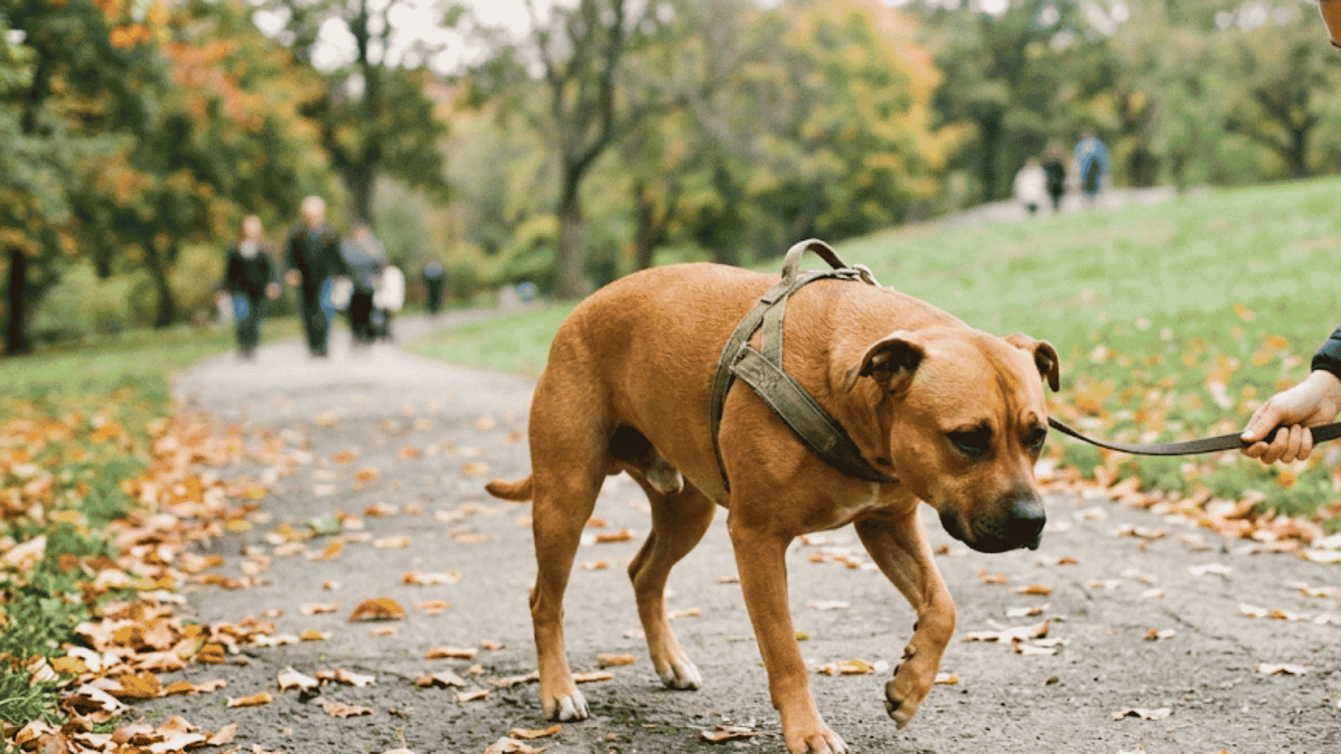 a person gently guiding a hesitant brown dog on a leash along a leaf covered park path during an outdoor walk
