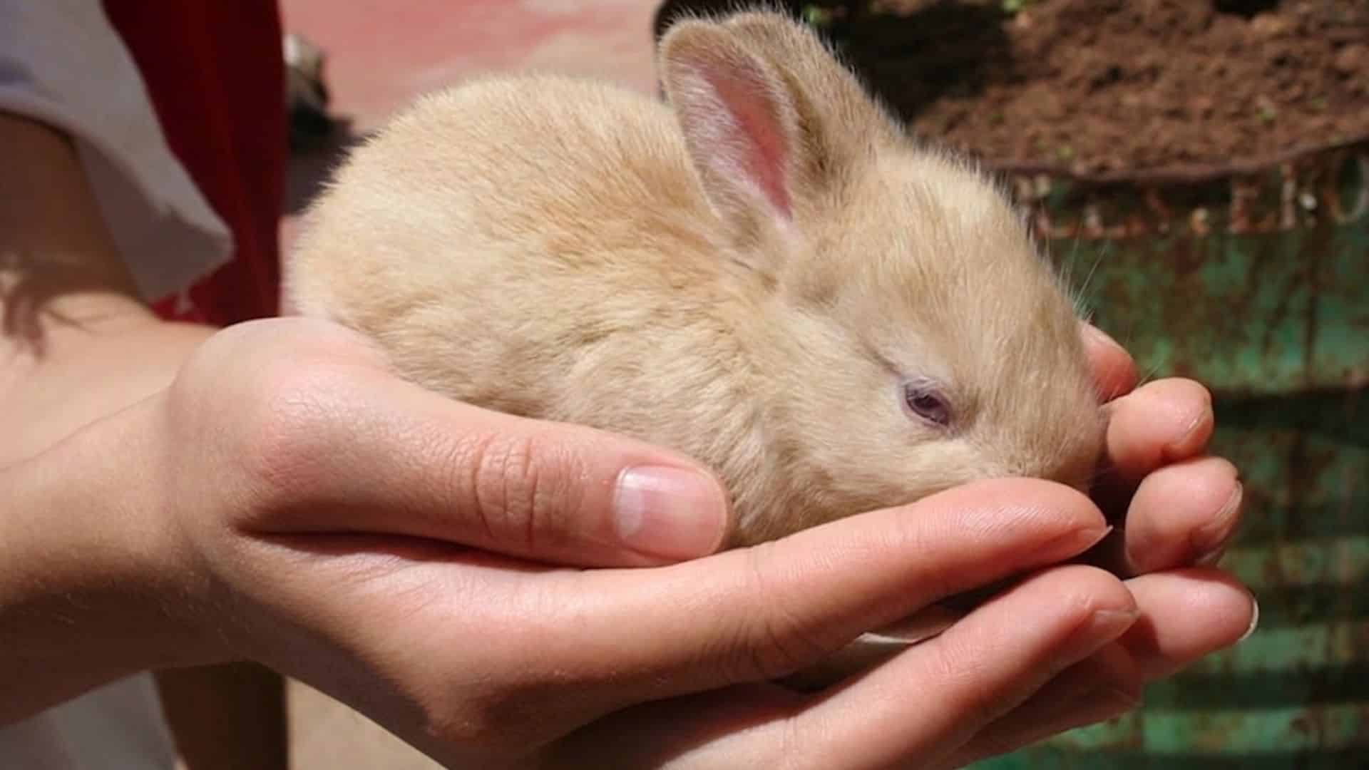 a person gently holding a tiny light brown baby rabbit in cupped hands outdoors in warm sunlight