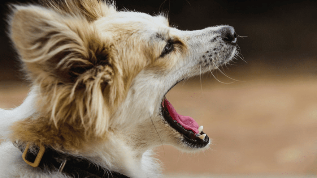 a small fluffy dog wearing a collar wheezing widely in side profile with ears perked against a softly blurred background