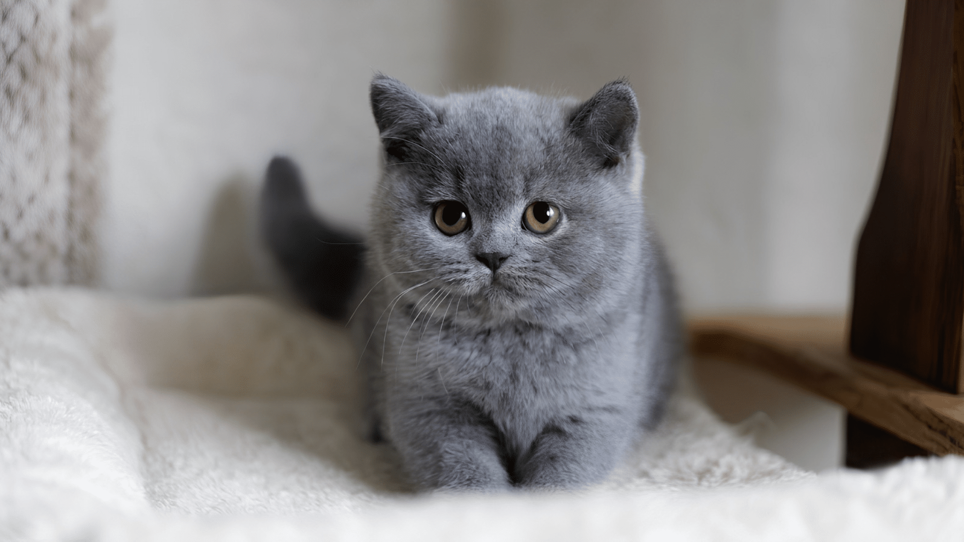 a small fluffy grey kitten with round amber eyes looking forward while lying on a white fleece blanket in a room
