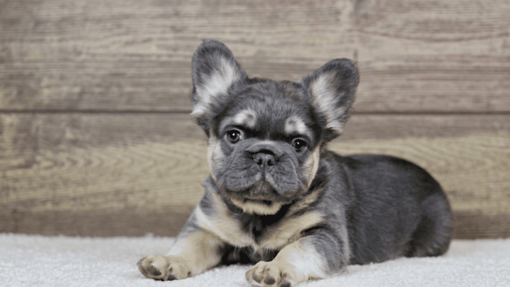 a small gray and tan french bulldog puppy lying on a white rug and looking forward with blue eyes