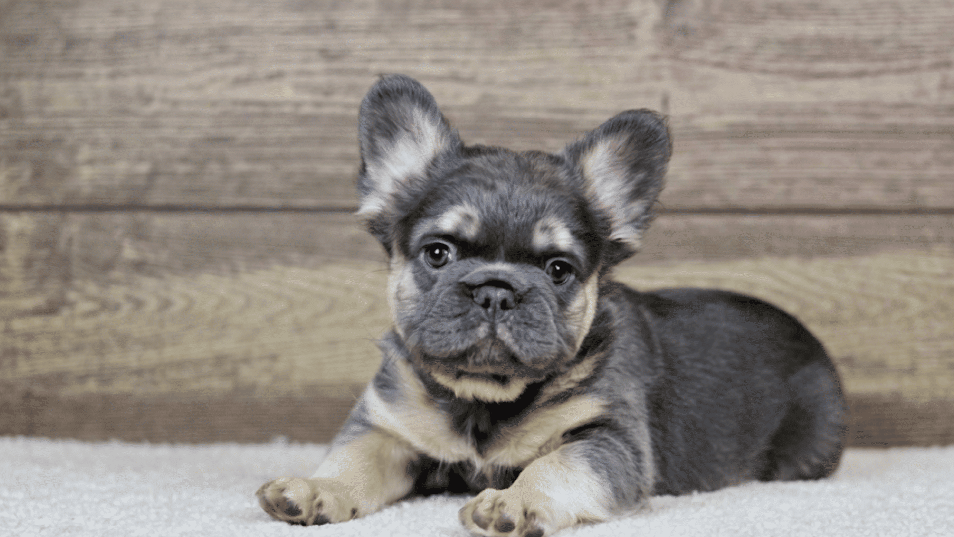 a small gray and tan french bulldog puppy lying on a white rug and looking forward with blue eyes