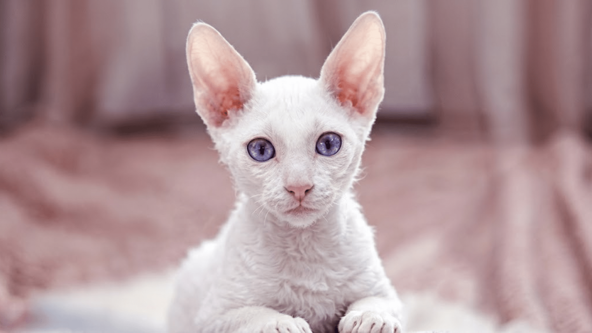 a small white rex kitten with large ears and blue violet eyes rests its paws on a fuzzy blanket in front of draped fabric