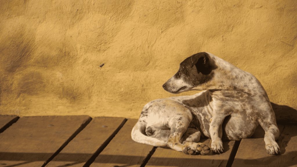 a spotted dog sits on a wooden deck beside a yellow wall turning its head toward a small insect