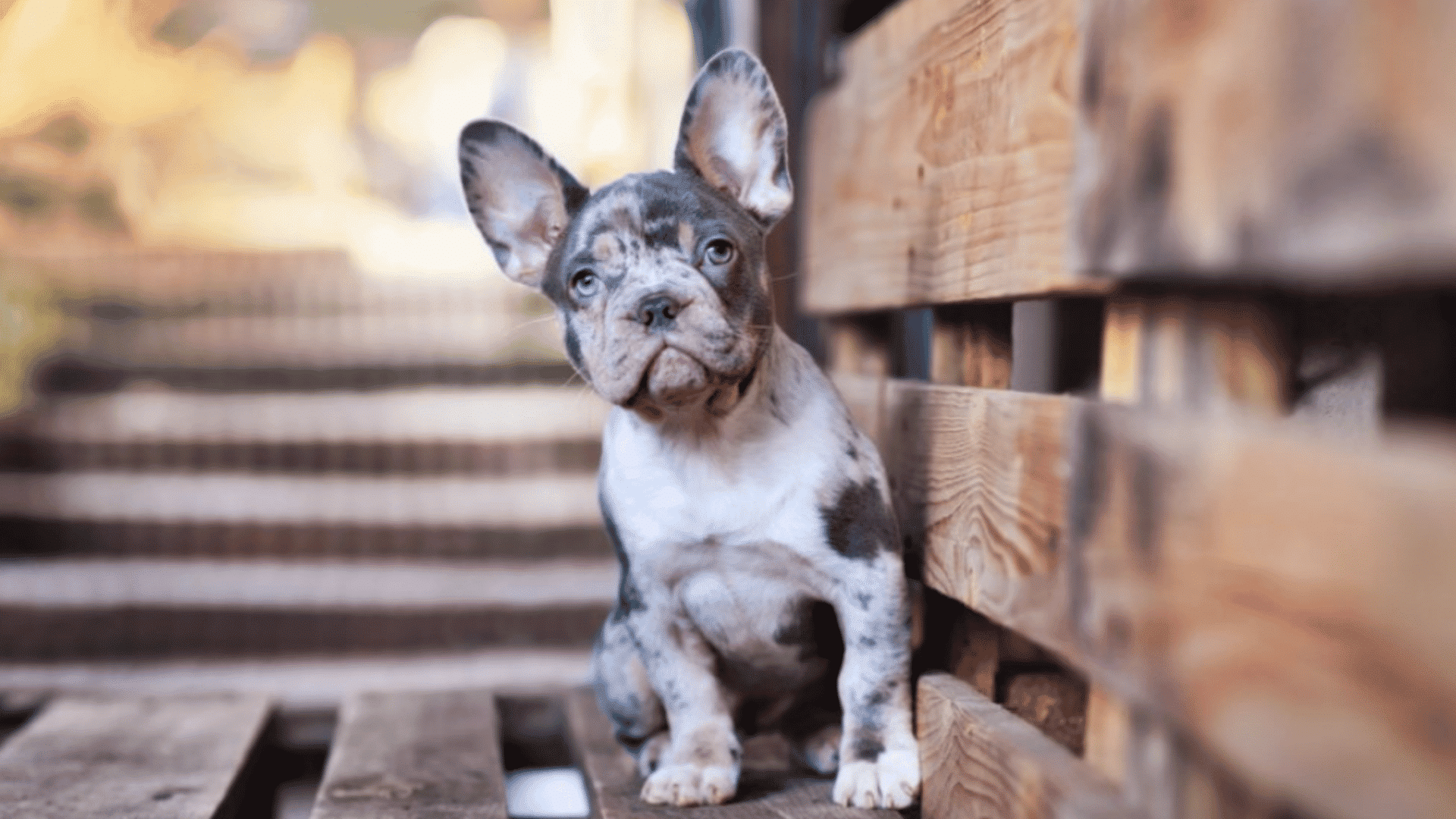 a spotted french bulldog puppy sitting beside a wooden fence on a porch with steps in the background