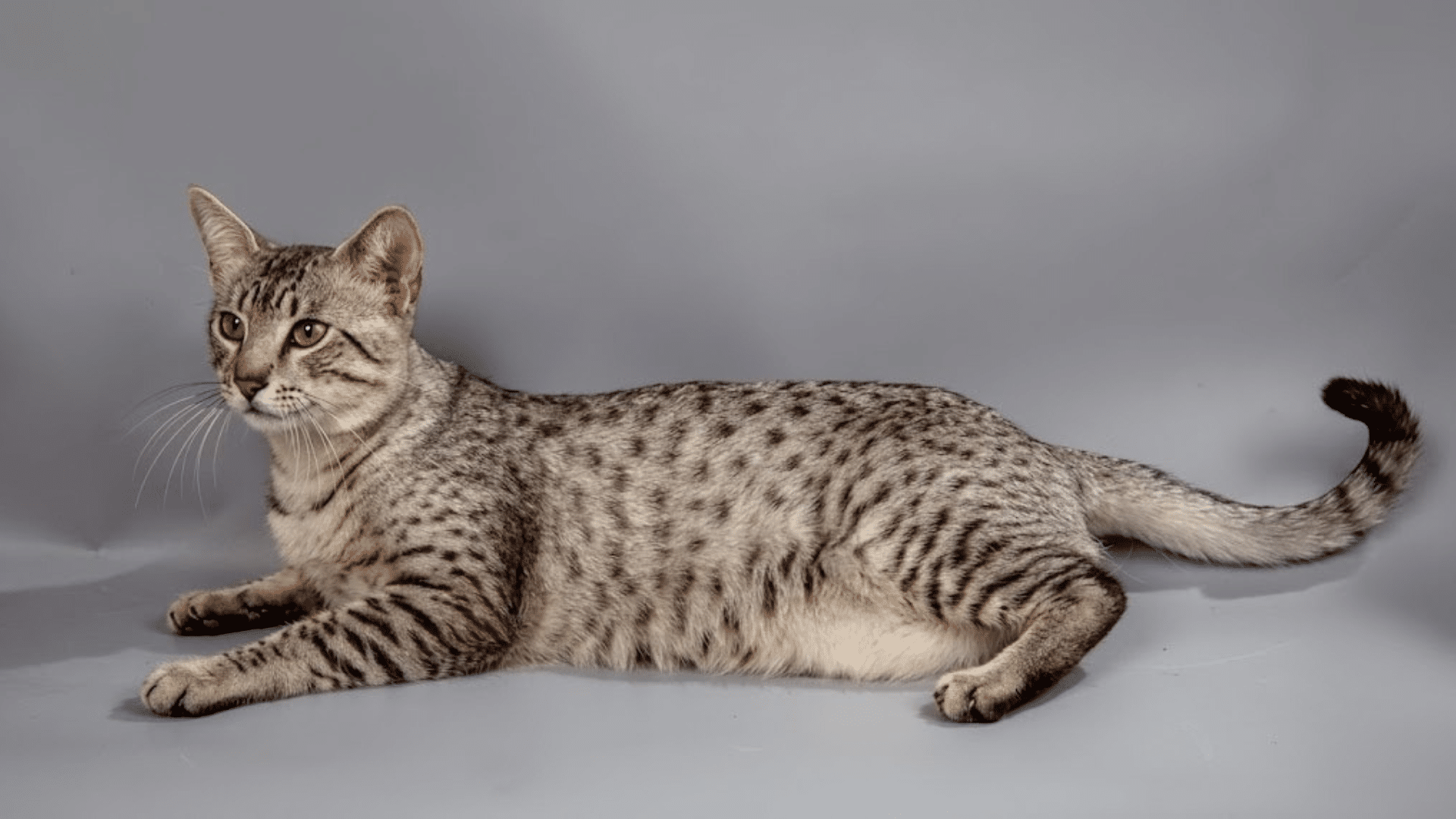 a spotted grey cat lying down on a solid grey background looking to the left with its long tail curled up