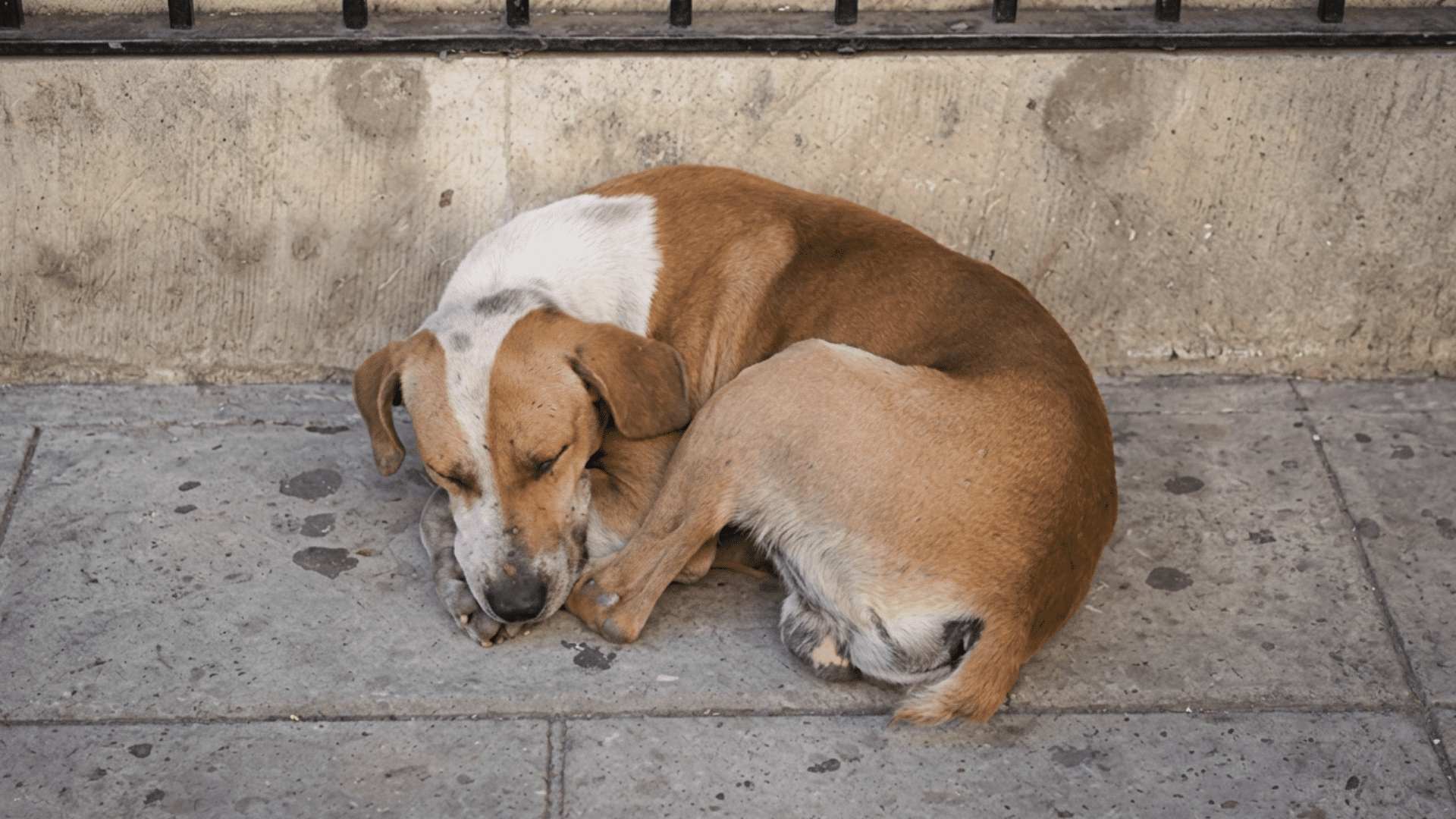a tan and white dog sleeping curled up on a concrete sidewalk