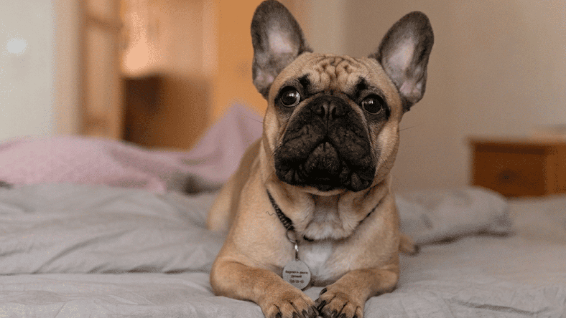 a tan french bulldog lying on a bed in a softly lit bedroom with a collar and curious expression