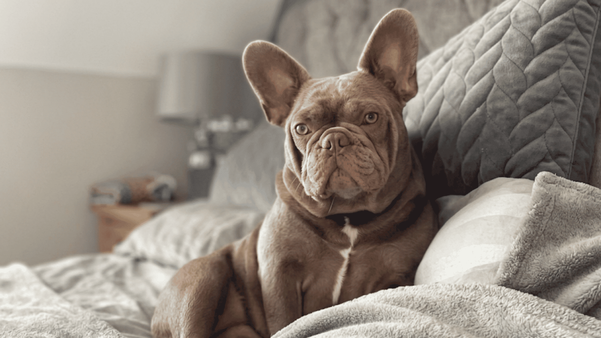 a tan french bulldog sitting on a bed with gray pillows and blankets in a softly lit bedroom