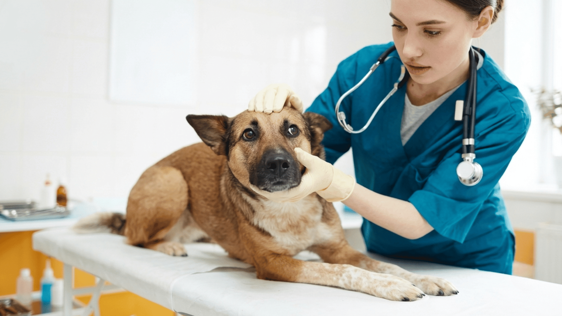 a veterinarian examining a dog on an exam table in a clinic