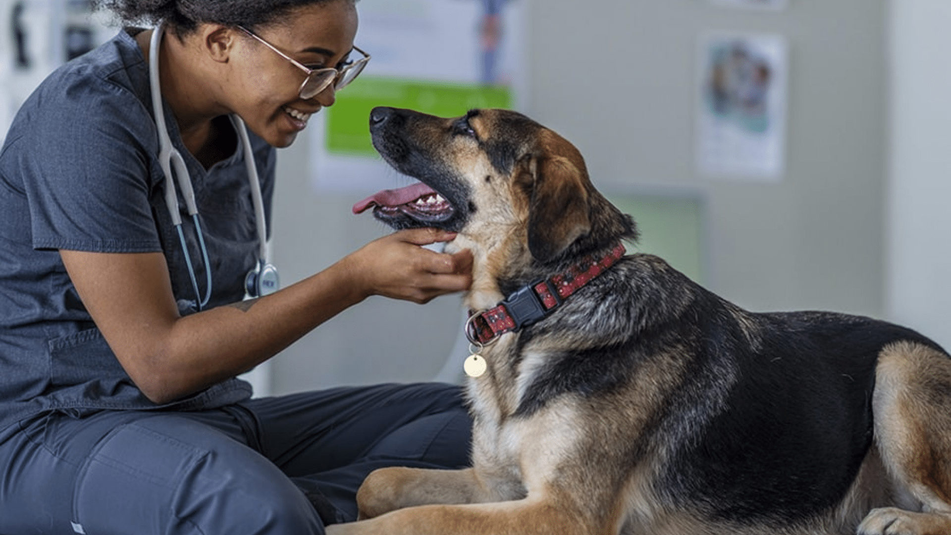 a veterinarian wearing scrubs and a stethoscope gently holding a dogs chin while smiling during an exam in a clinic