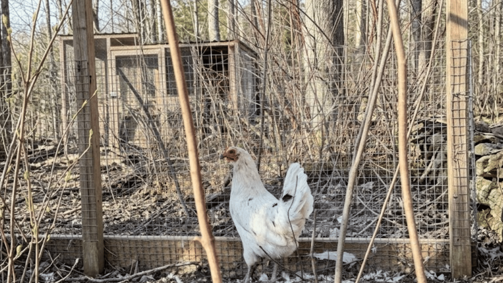 a white chicken standing in a fenced woodland enclosure with a wooden coop surrounded by bare trees and branches