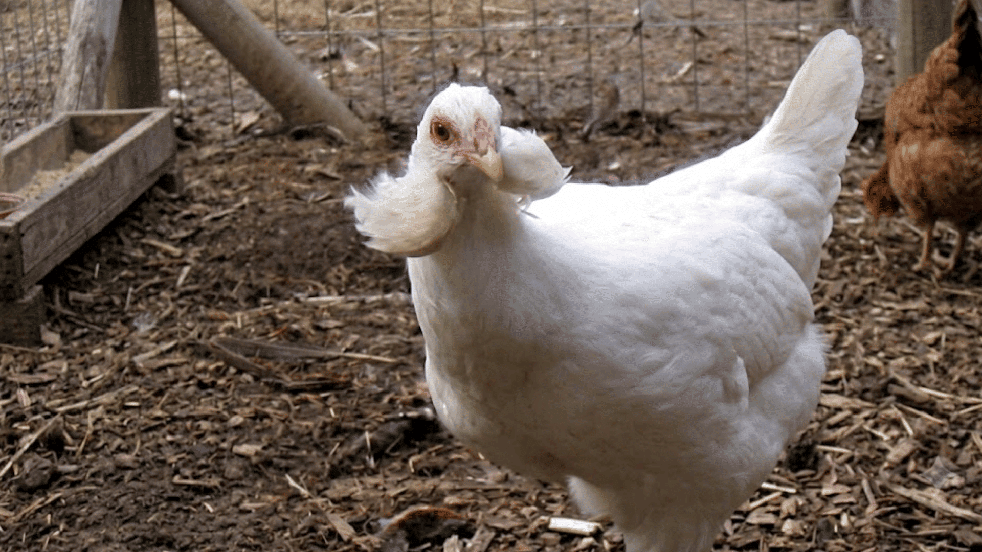 a white chicken with fluffy cheek feathers standing in a fenced coop while another brown chicken walks in the background