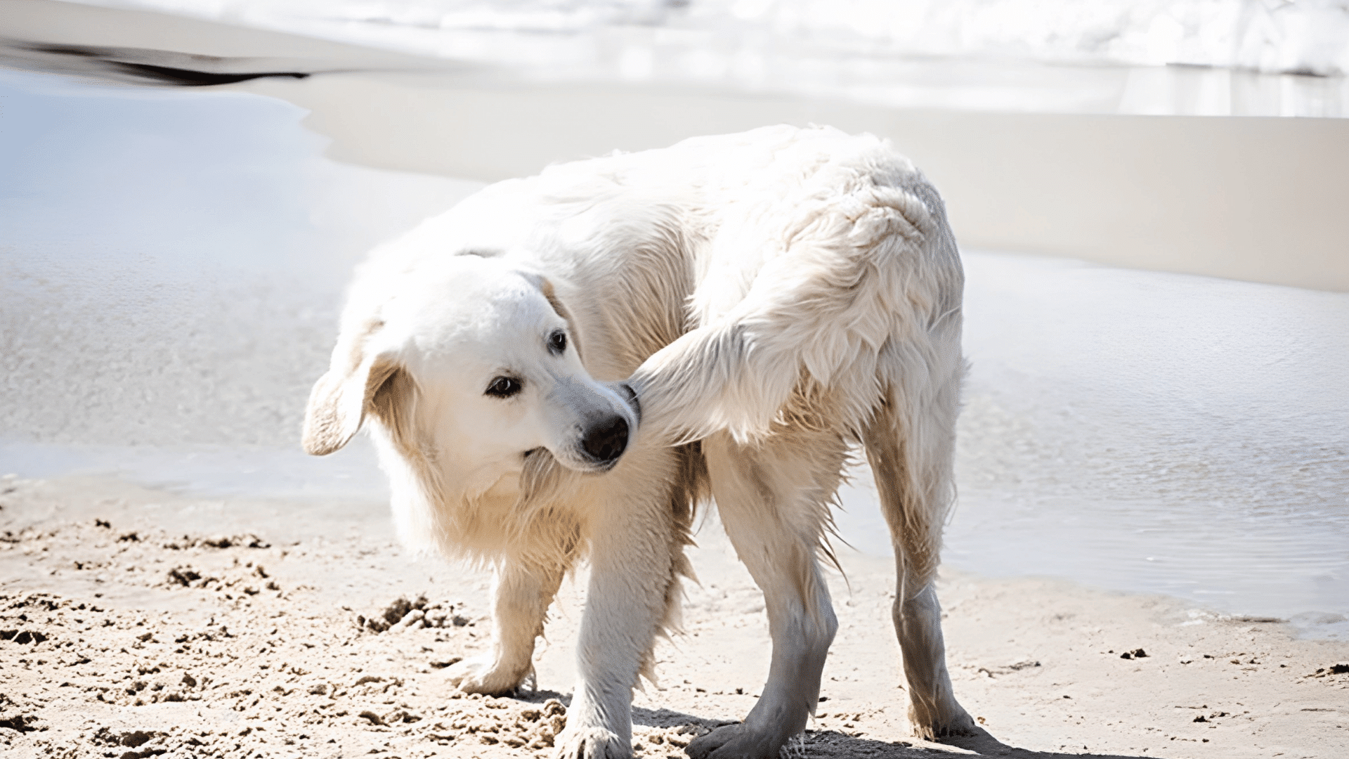 a white dog chewing its tail while standing on a sandy beach near the water on a bright sunny day