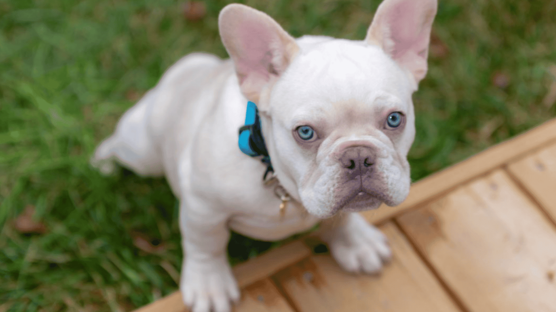 a white french bulldog puppy with blue eyes standing near a wooden deck and grass wearing a collar