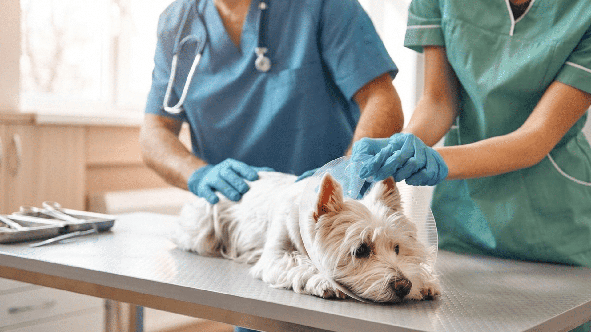 a white westie dog lying on an examination table with a vet and an assistant