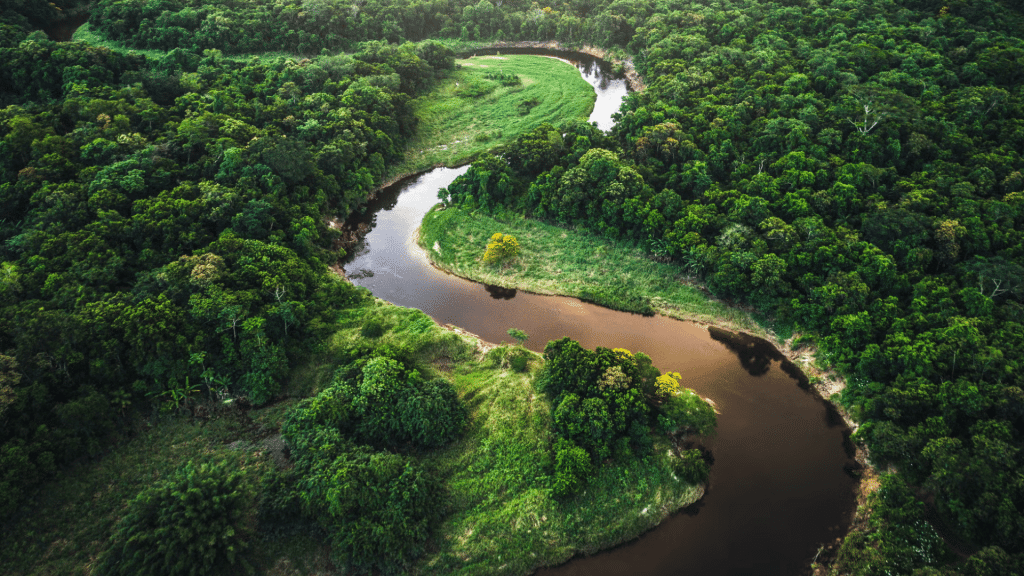 a winding river flowing through dense tropical rainforest with lush green canopy and rolling forested hills viewed from above