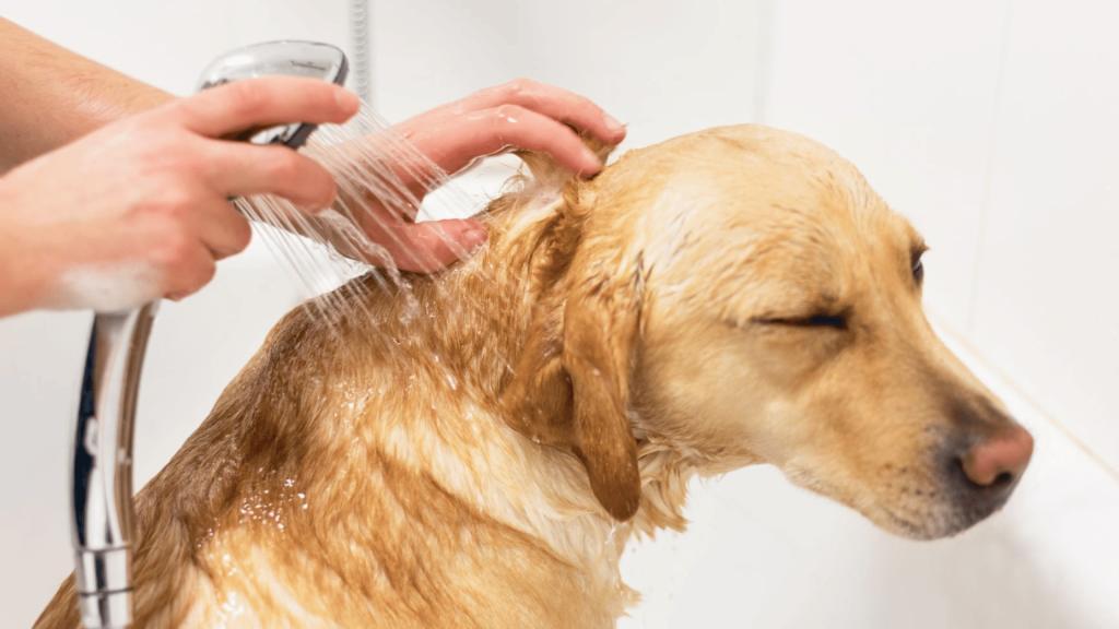 a yellow labrador dog getting a bath in a tub with a person using a handheld shower head to rinse its fur