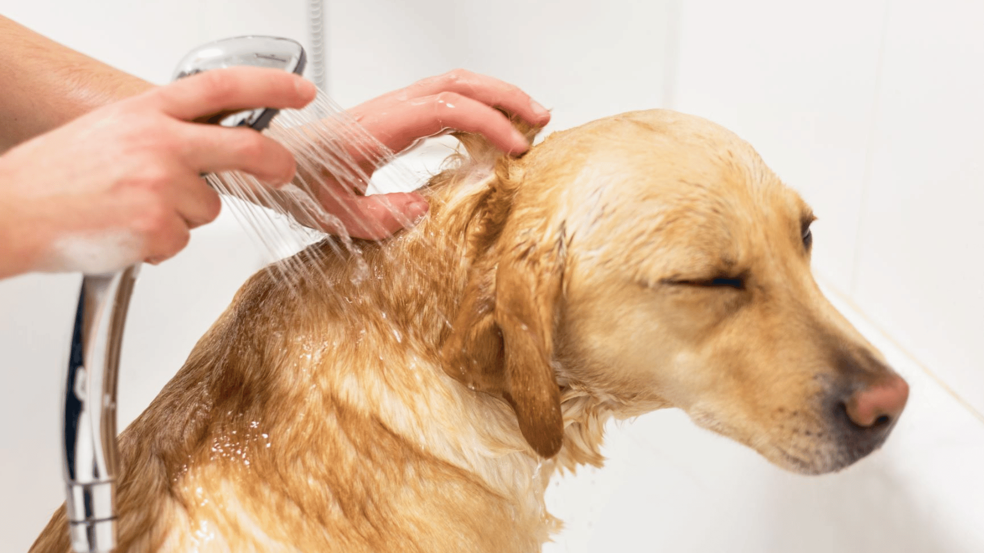 a yellow labrador dog getting a bath in a tub with a person using a handheld shower head to rinse its fur