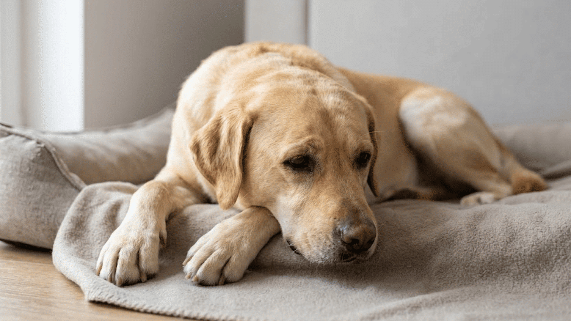a yellow labrador lying on a soft dog bed with its head resting on its paws looking calm in a bright indoor space