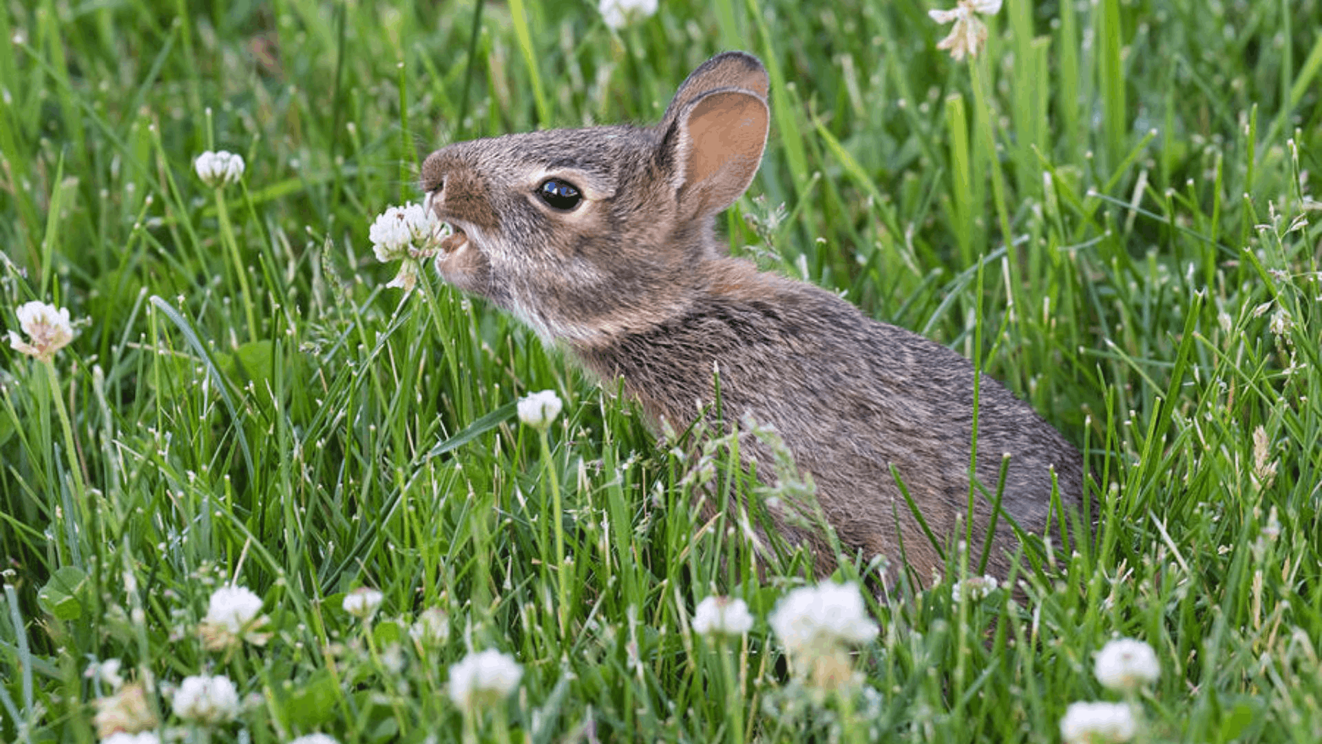 a young rabbit nibbling a white clover flower while sitting among tall green grass and scattered wildflowers