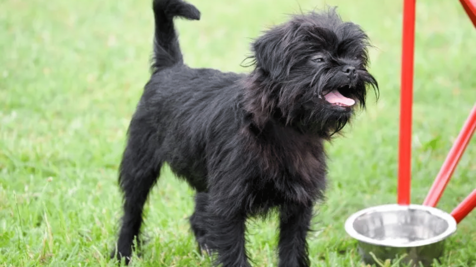 affenpinscher with a slight underbite standing on green grass with its mouth open beside a metal water bowl looking to the side