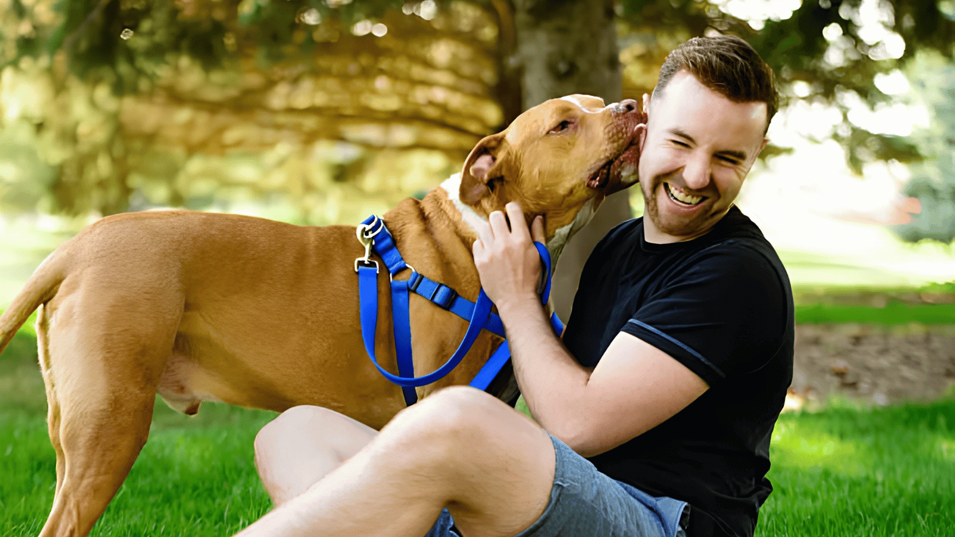 a man sit on grass smiling as a pit bull wearing a blue harness licks his face