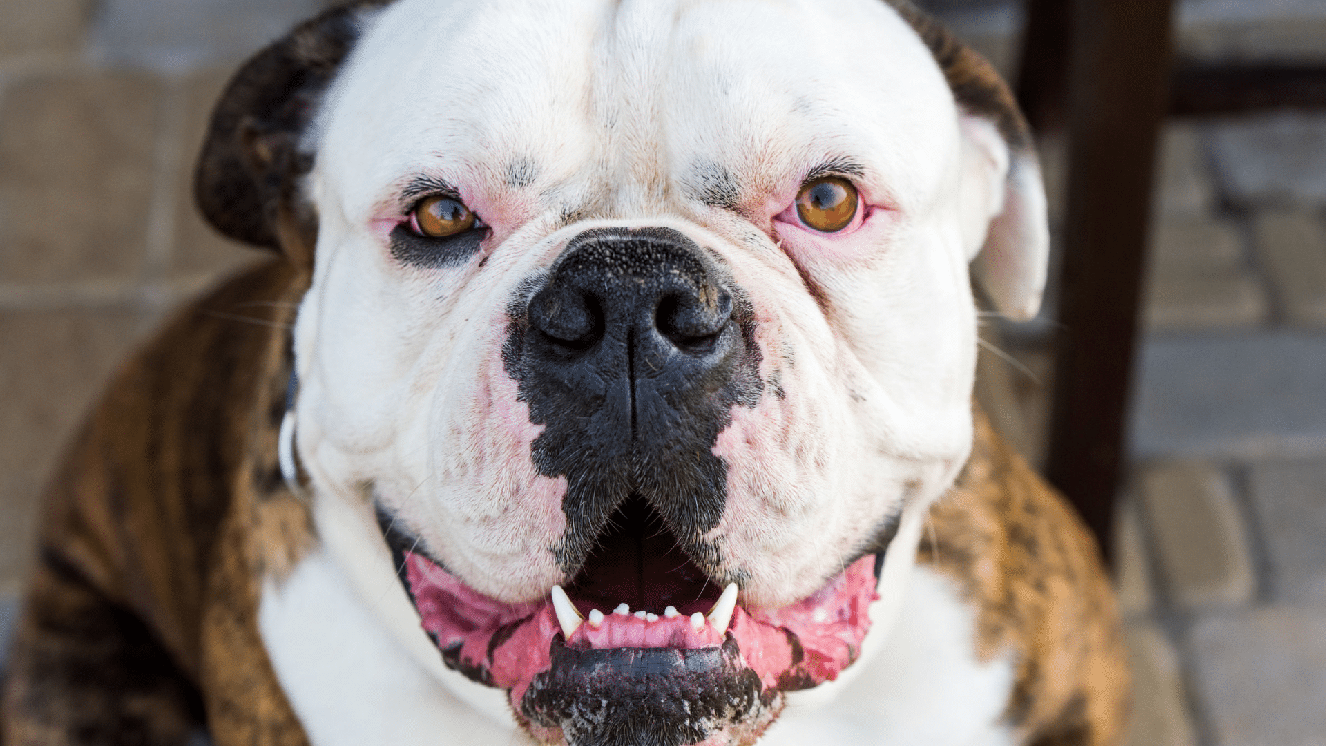 american bulldog with a pronounced underbite and visible lower canine teeth looking toward the camera with its mouth slightly open