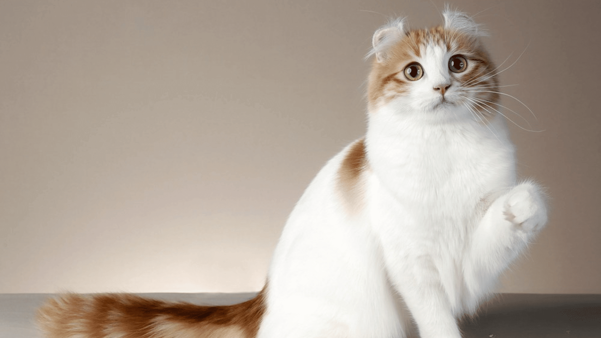 American Curl cat with folded ears white and orange fur sitting with one paw raised on a plain background