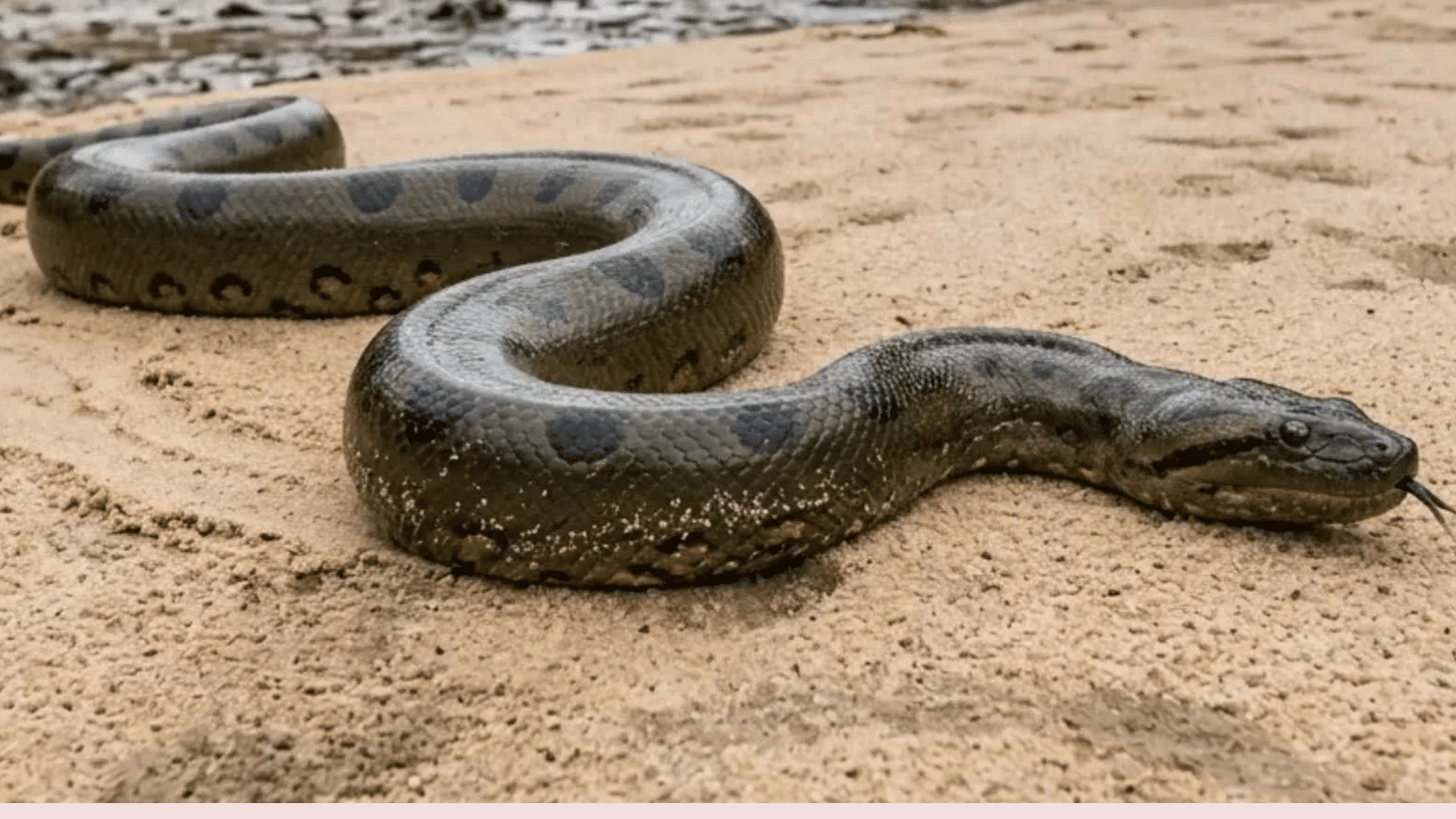 anaconda snake slithering across a sandy riverbank near shallow water with natural vegetation in the background