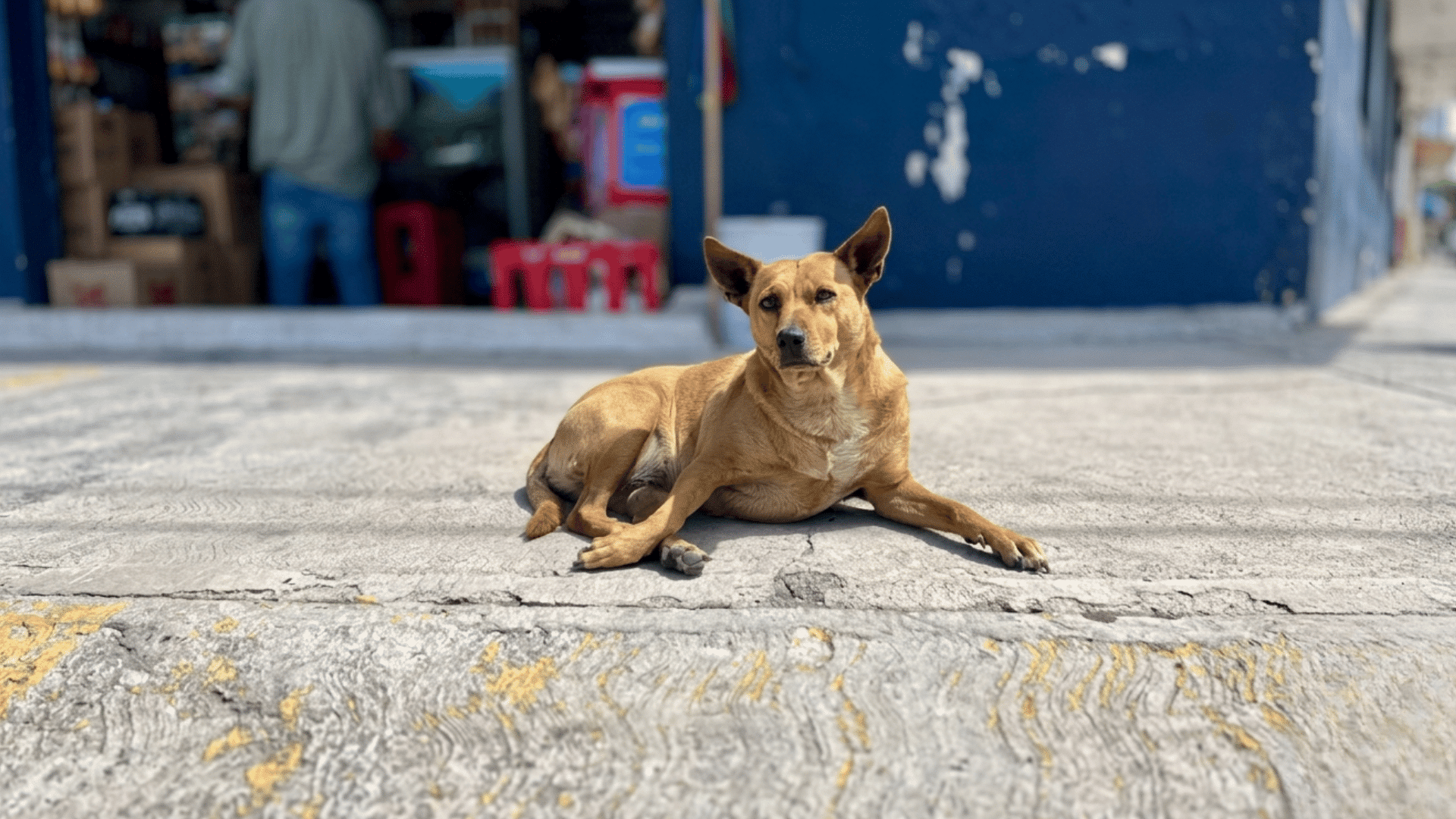 a tan dog lying down on a concrete surface outside a building