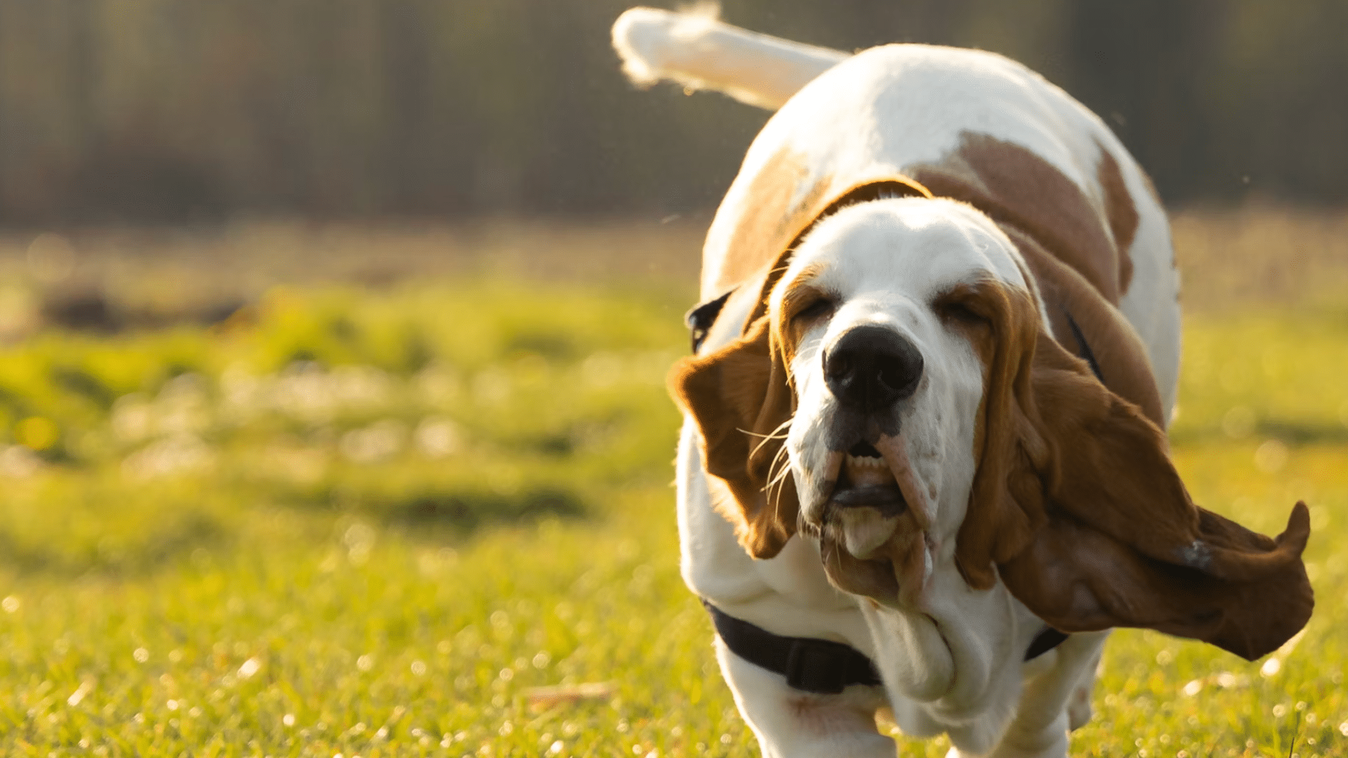 basset hound running through a sunlit grassy field with long ears flapping and eyes gently closed