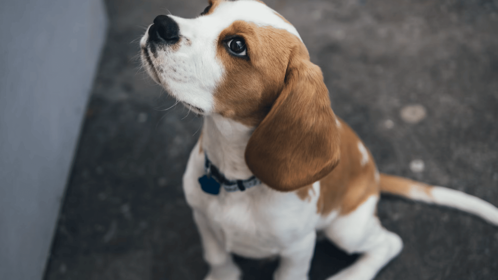 beagle puppy sitting on a dark floor looking upward with attentive eyes and long floppy ears