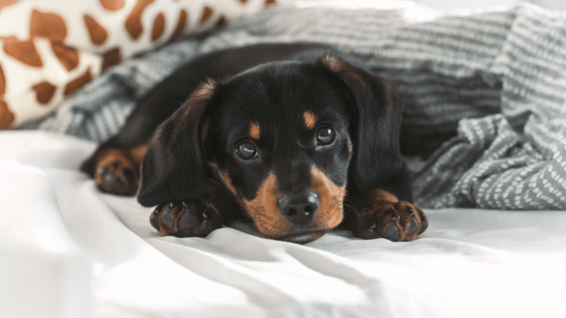 black and tan dachshund puppy resting on a bed and gazing forward
