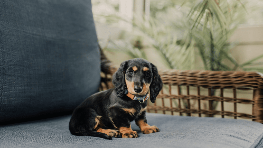 black and tan dachshund puppy sitting on a blue cushioned chair indoors with a colorful collar and soft natural light