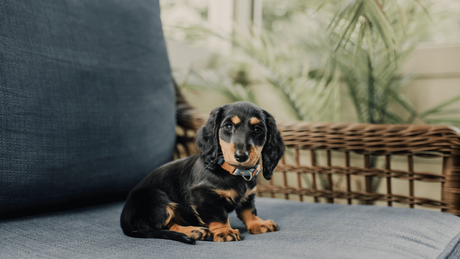 black and tan dachshund puppy sitting on a blue cushioned chair indoors with a colorful collar and soft natural light