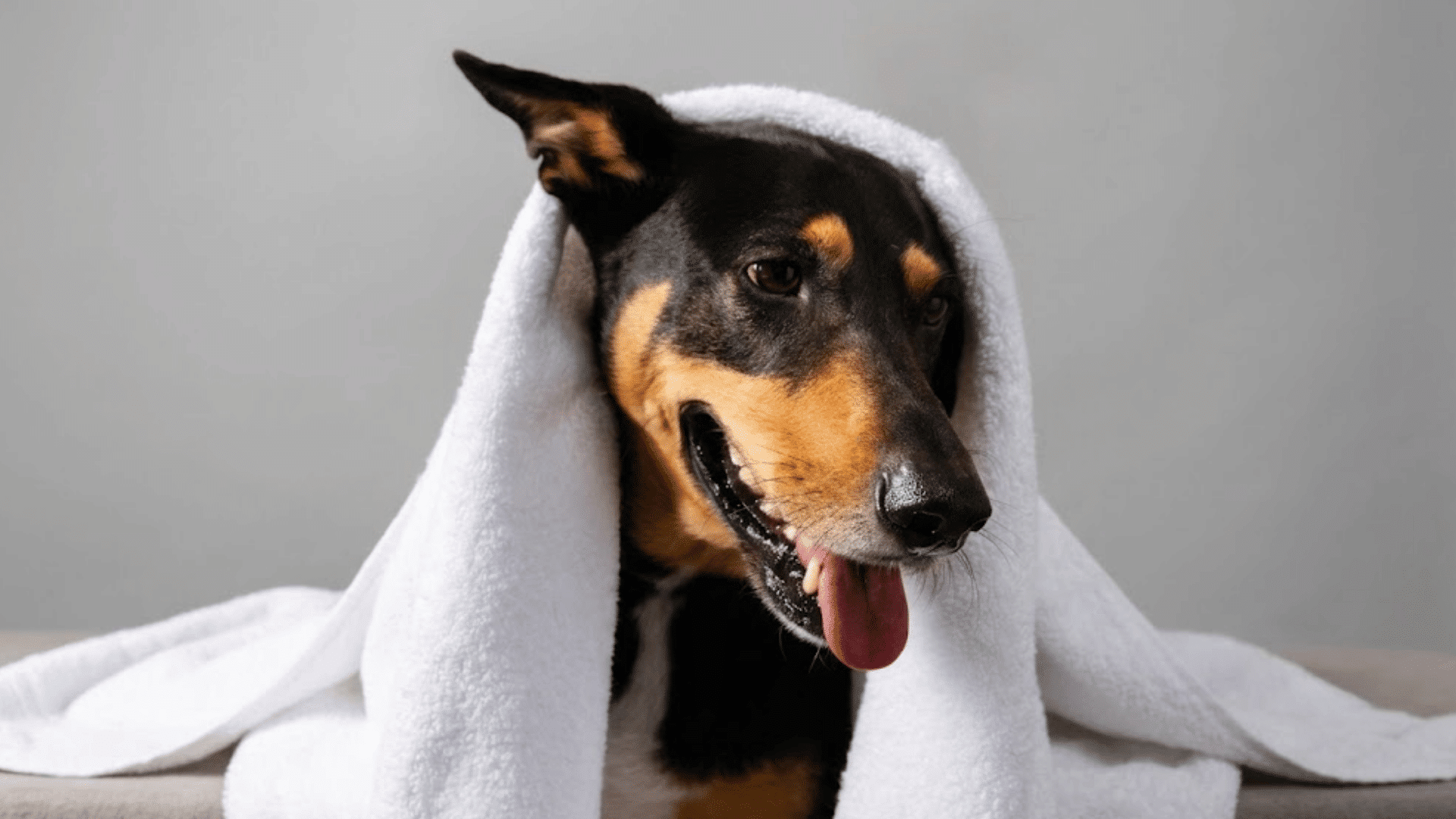 black and tan dog sitting with a white towel draped over its head panting gently after a bath against a plain background