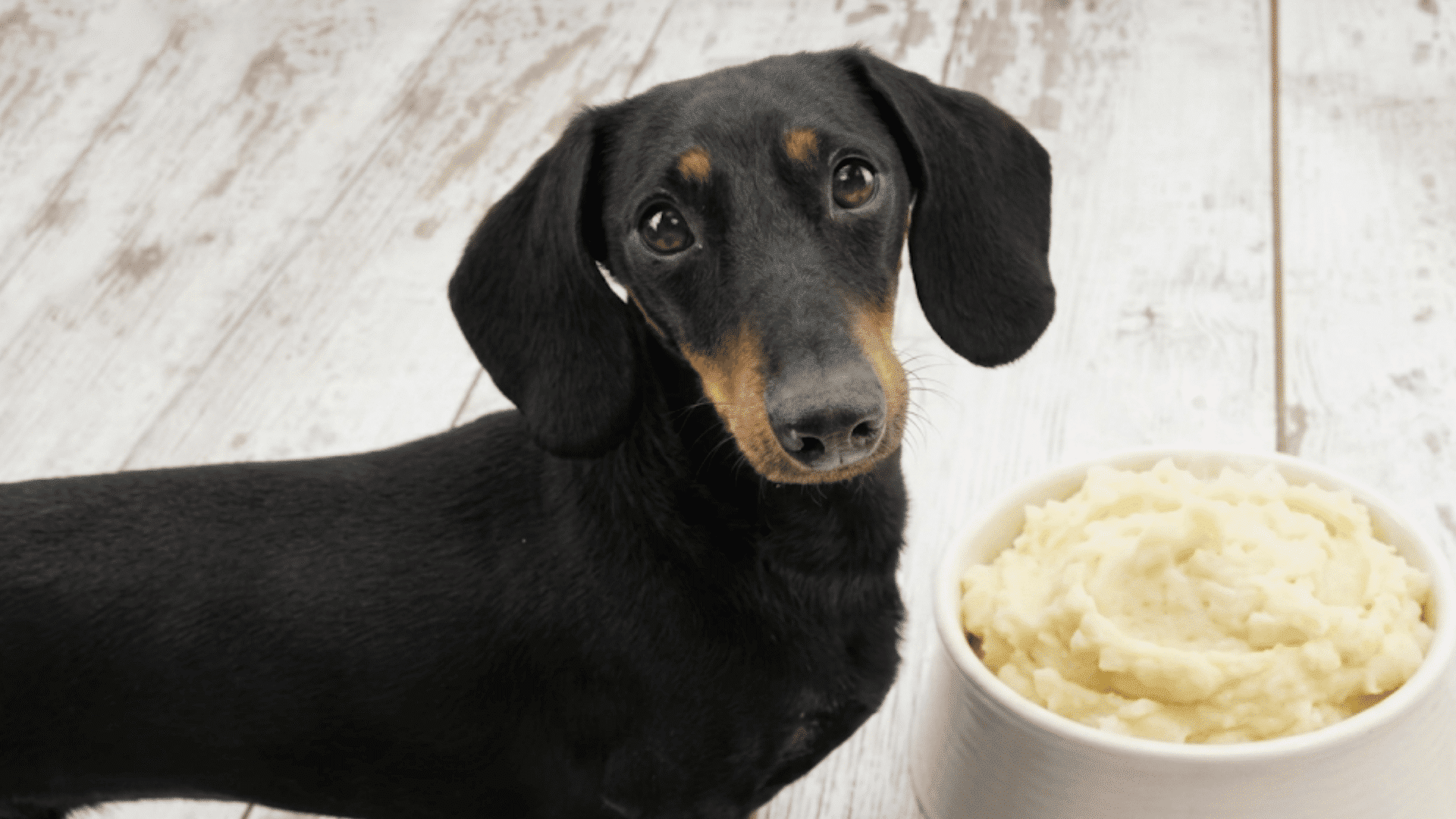 black dachshund standing beside a white bowl of mashed potatoes on a light wooden floor