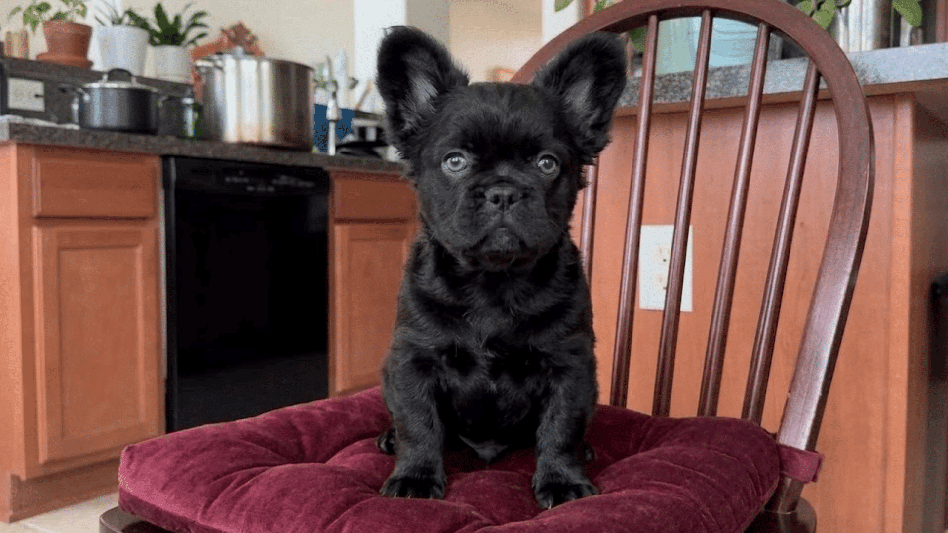 black french bulldog puppy sitting on a cushioned wooden chair in a bright kitchen looking directly at the camera