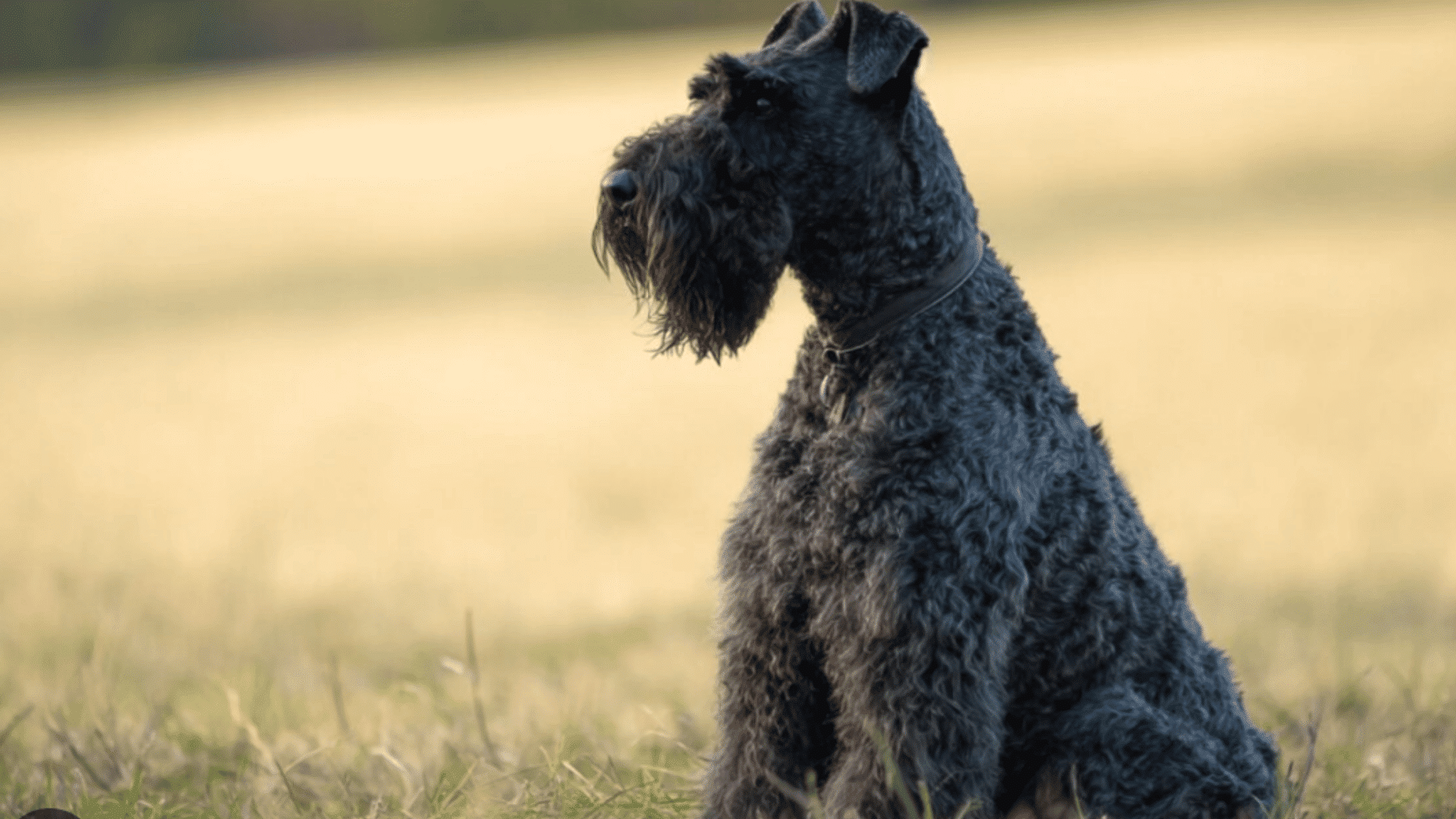 black kerry blue terrier sitting in a grassy field looking attentively into the distance