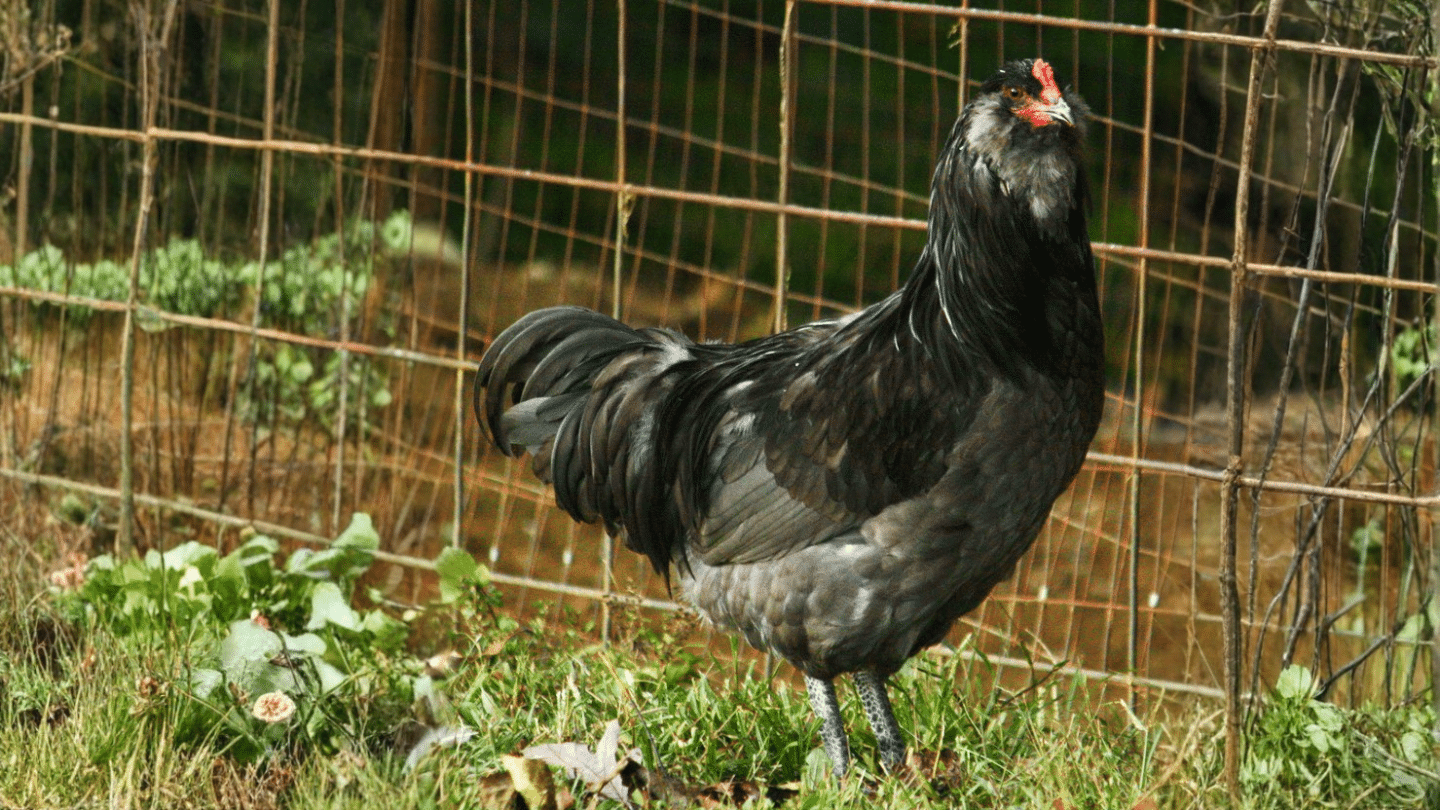 black rooster standing in a grassy area with a wire fence behind it