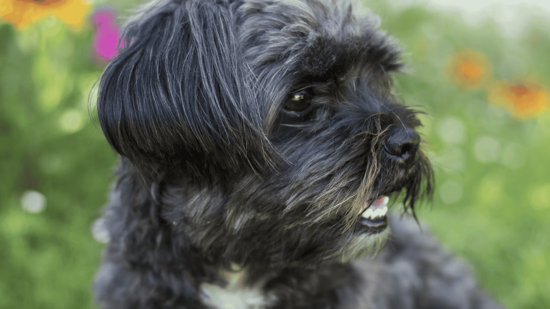 black shaggy dog looking to the side with colorful flowers in the background