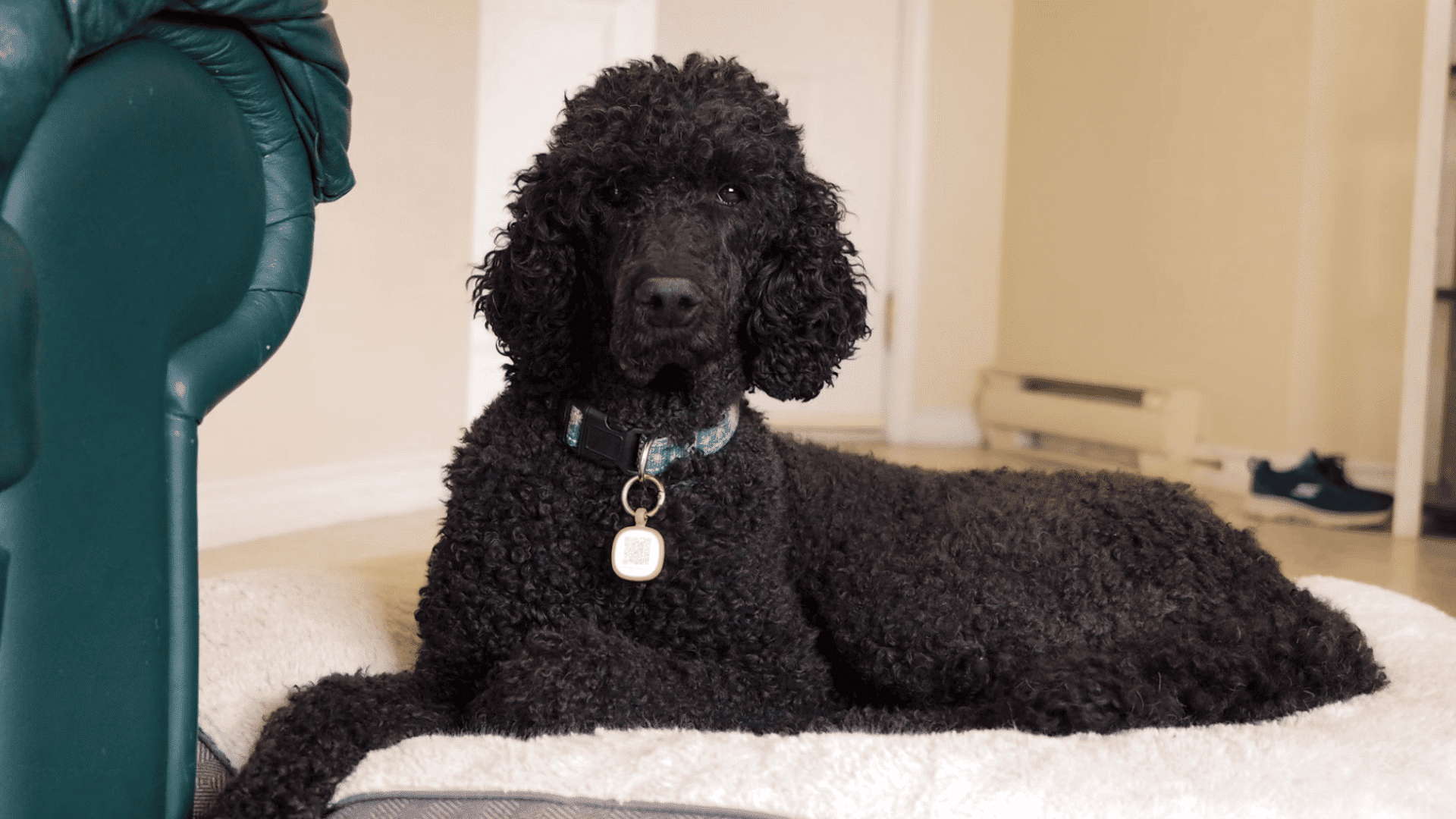 black standard poodle lying on a plush dog bed inside a bright living room
