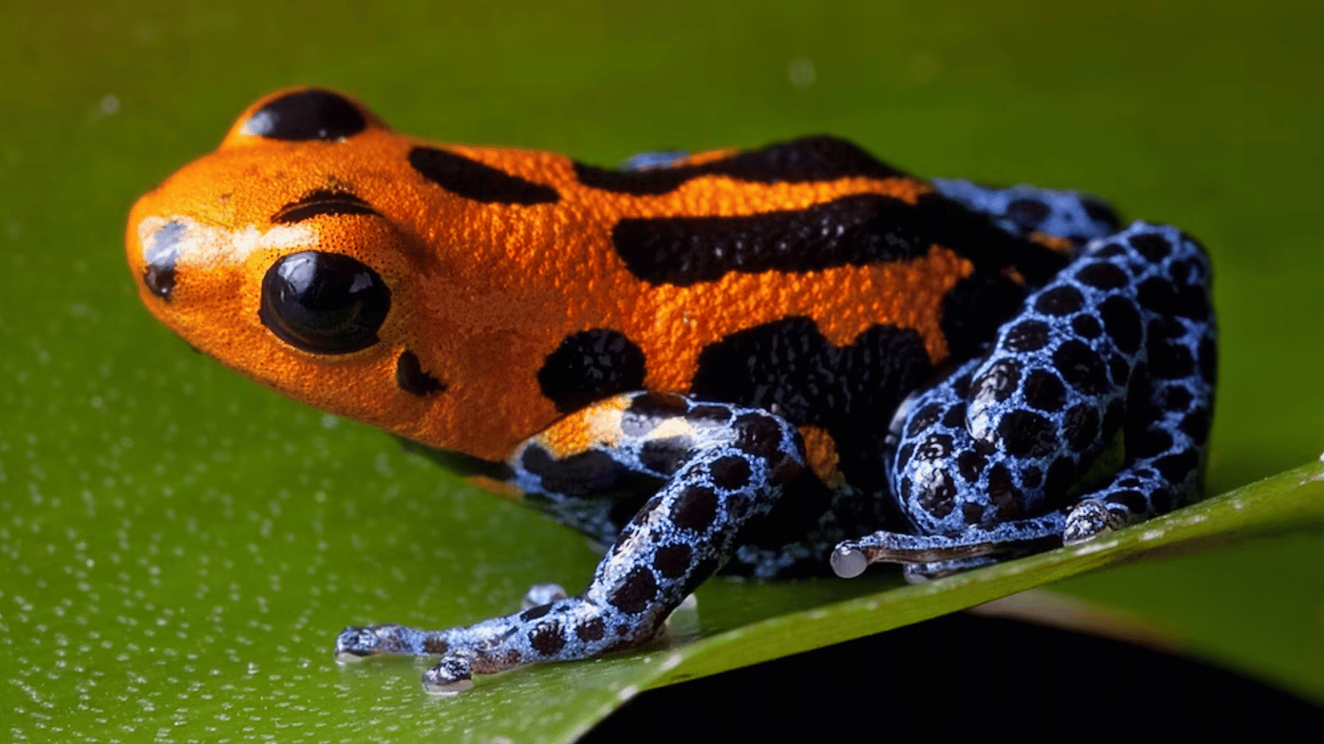 blue poison dart frog resting on a green leaf displaying vivid blue and black markings in a rainforest setting