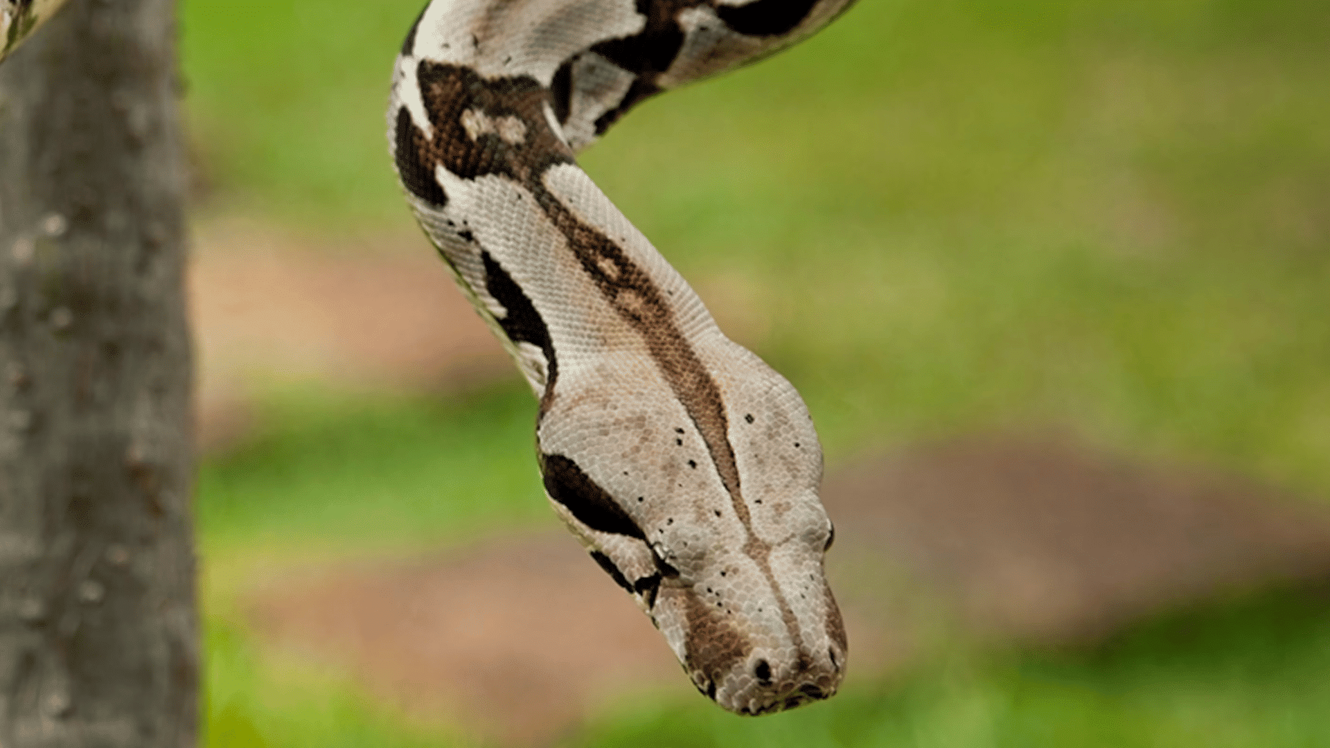 boa constrictor coiled along a forest floor surrounded by fallen leaves and dense tropical vegetation nearby